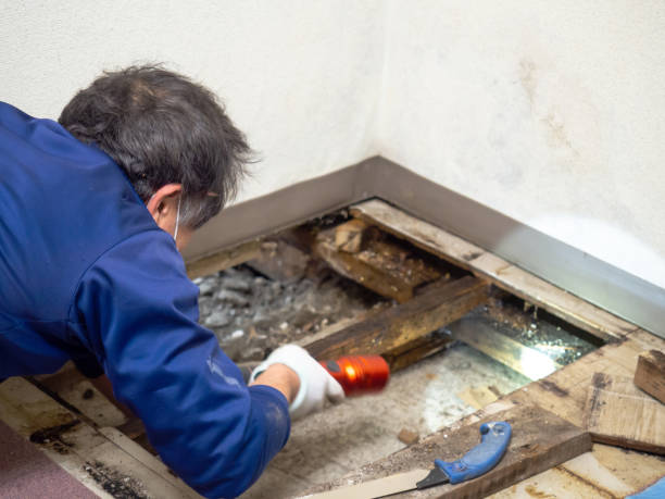 Best Residential Mold Removal  in Randleman, NC