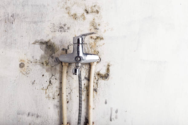 Best Home Mold Removal  in Randleman, NC