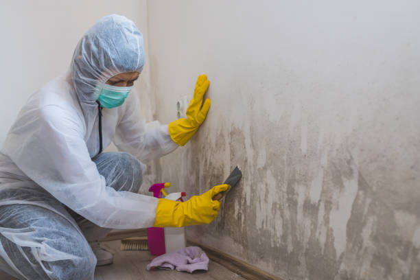 Best Local Mold Removal Service  in Randleman, NC