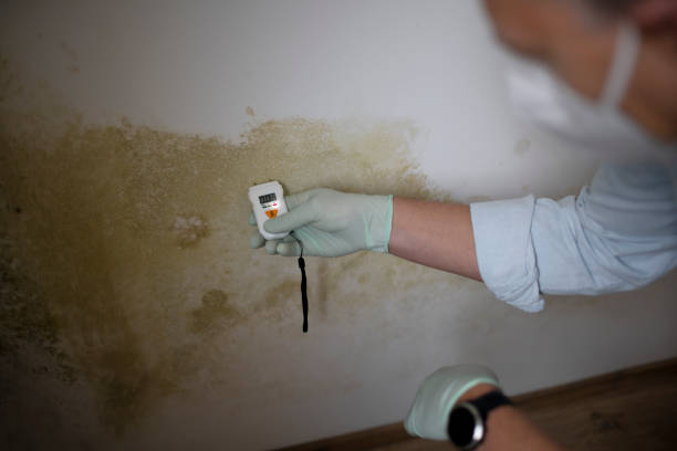 Best Attic Mold Removal  in Randleman, NC