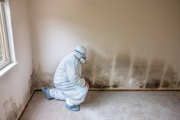 Best Professional Mold Removal  in Randleman, NC
