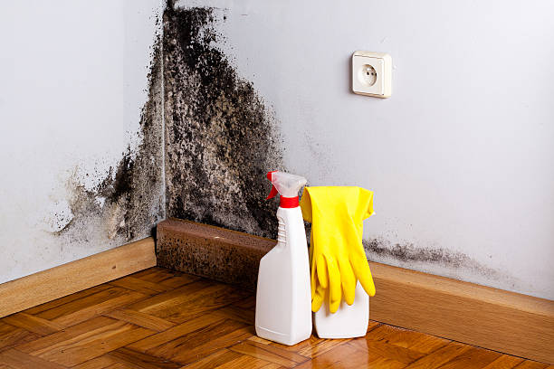 Attic Mold Removal in Randleman, NC