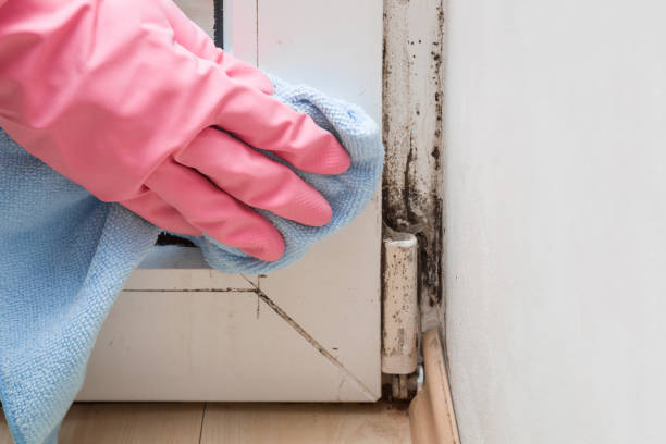 Best Mold Removal and Inspection  in Randleman, NC
